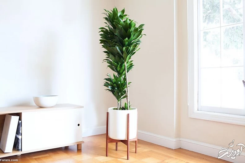 دراسنا کامپکت